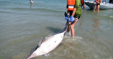 Statul nu alocă niciun leu pentru protecția și salvarea delfinilor din Marea Neagră - 2