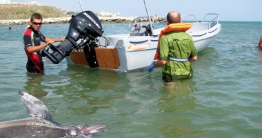 Stire din Social : Cine ne ucide delfinii