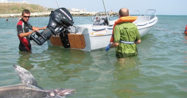 De 20 de ani, salvează delfinii  pe banii voluntarilor - 3