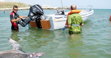 Statul nu alocă niciun leu pentru protecția și salvarea delfinilor din Marea Neagră - 4