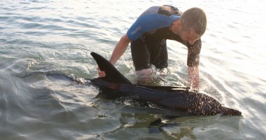 Stire din Social : Pachete turistice cu ieșiri pe mare și întâlniri cu pescarii pentru protejarea delfinilor