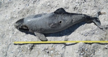 Delfini și pescăruși morți pe plaja din Corbu