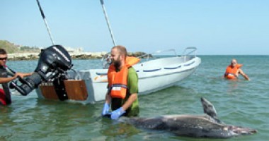 Stire din Social : Ambarcațiunea "Delphis" pleacă din nou pe urmele delfinilor