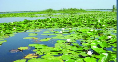 Stire din Diverse : Natură, pescuit și aventură, într-o vacanță în Delta Dunării