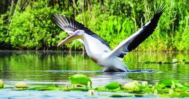 Stire din Diverse : Ofertă unică pentru turiști! O zi în Delta Dunării