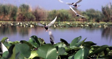 Delta Dunării, cea mai mare creștere a numărului de turiști străini