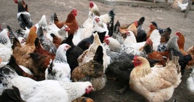 Stire din Economie : Derogare pentru crescătorii de animale