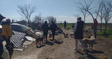 GALERIE FOTO / VIDEO. Descindere la un adăpost de câini din judeţul Constanţa. Animale, găsite în stare gravă - 1