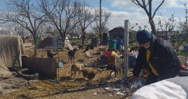 GALERIE FOTO / VIDEO. Descindere la un adăpost de câini din judeţul Constanţa. Animale, găsite în stare gravă - 3