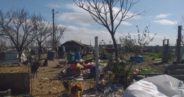 GALERIE FOTO / VIDEO. Descindere la un adăpost de câini din judeţul Constanţa. Animale, găsite în stare gravă - 4