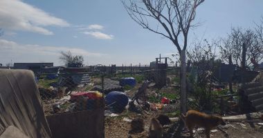 GALERIE FOTO / VIDEO. Descindere la un adăpost de câini din judeţul Constanţa. Animale, găsite în stare gravă - 5