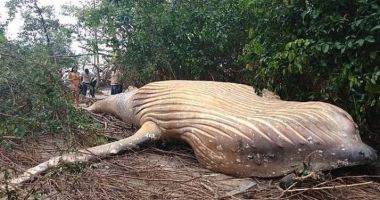 Stire din Actualitate : Descoperire terifiantă, în jungla amazoniană. Balenă uriașă moartă