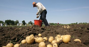 Stire din Economie : Despăgubire pentru producătorii de cartofi