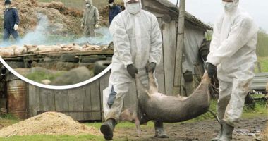 Stire din Economie : Despăgubiri pentru pagubele produse de pesta porcină africană