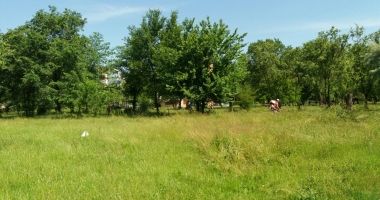 Au început acțiunile de dezinsecție în Mamaia și în Constanța - 4
