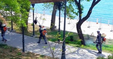 Primăria Municipiului Constanța continuă acțiunile de dezinsecție în spațiile verzi dintre blocuri - 1