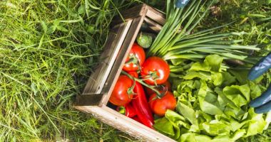 Stire din Social : Persoane adulte cu dizabilități au pus bazele unei grădini de zarzavaturi