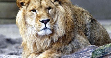 Digital zoo - prima școală virtuală de zoologie