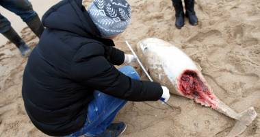Din ce în ce mai puțini delfini eșuați pe plajele românești - 3