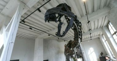 Stire din Eveniment : S-a vândut cel mai mare schelet de dinozaur din lume! Iată cât valorează fosila