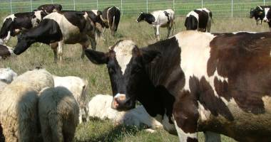 Stire din Economie : Dispar cotele de lapte, la 31 martie 2015