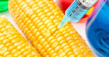 Stire din Economie : Divergențe între organismele UE pe tema organismelor modificate genetic