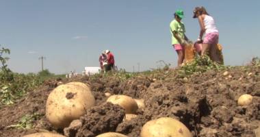 Stire din Economie : Ce categorie de fermieri va primi subvenții pe viitor