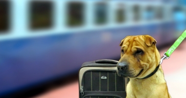 Stire din Social : În ce condiții pot fi plimbați câinii cu trenul