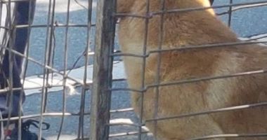 IMAGINI ȘOC! Hingherii au descins cu brutalitate printre patrupezii din orașul Constanța. "Le dădeau fiare și picioare în cap" - 3