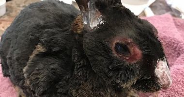 IMAGINI CU IMPACT EMOȚIONAL! Sute de animăluțe, salvate din incendiul devastator din California - 2