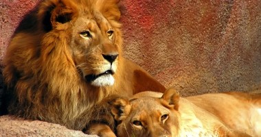 Stire din Actualitate : Leii dintr-un parc safari din Crimeea riscă să moară de foame