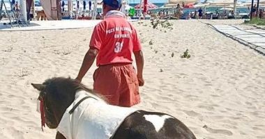 Stire din Eveniment : Doi ponei, confiscați de polițiștii locali de pe plaja Mamaia
