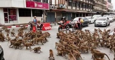 Stire din Actualitate : Două bande rivale de maimuţe s-au bătut într-o intersecţie din Thailanda