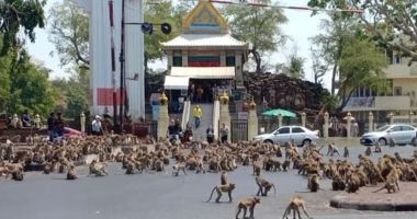 Două bande rivale de maimuţe s-au bătut într-o intersecţie din Thailanda - 2