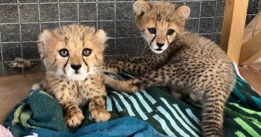 Stire din Economie : DP World solicită guvernelor lumii să scoată în afara legii traficul de animale sălbatice