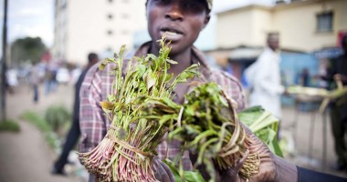 Stire din Eveniment : Un nou drog pe piața românească - "marijuana africană"