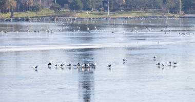 Galerie foto. Spectacol în Parcul Tăbăcărie. Păsările au ieșit la pescuit, pe lacul înghețat - 2