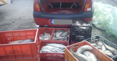 Sute de kilograme de pește și icre, confiscate de Garda de Coastă - 1