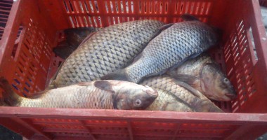 Sute de kilograme de pește și icre, confiscate de Garda de Coastă - 2