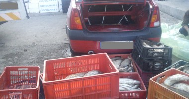 Sute de kilograme de pește și icre, confiscate de Garda de Coastă - 3