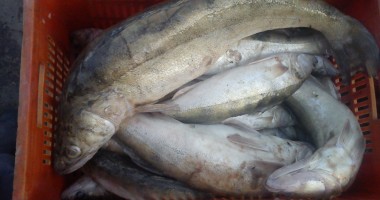 Sute de kilograme de pește și icre, confiscate de Garda de Coastă - 4
