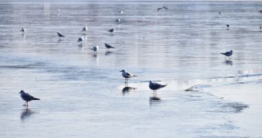 Galerie foto. Spectacol în Parcul Tăbăcărie. Păsările au ieșit la pescuit, pe lacul înghețat - 4