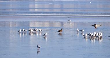 Galerie foto. Spectacol în Parcul Tăbăcărie. Păsările au ieșit la pescuit, pe lacul înghețat - 5