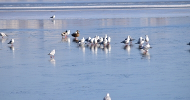 Galerie foto. Spectacol în Parcul Tăbăcărie. Păsările au ieșit la pescuit, pe lacul înghețat - 6