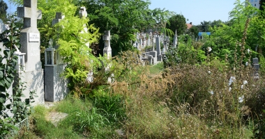 GALERIE FOTO / Cimitirul Central din Constanța, acoperit de buruieni. "Mi-e frică să intru, plătim bani degeaba" - 3