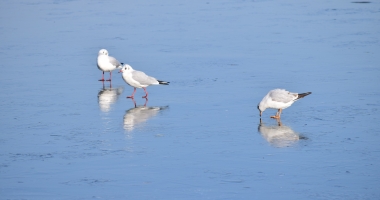 Galerie foto. Spectacol în Parcul Tăbăcărie. Păsările au ieșit la pescuit, pe lacul înghețat - 7