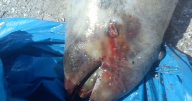 Delfini eșuați pe plajele din Constanța - 2