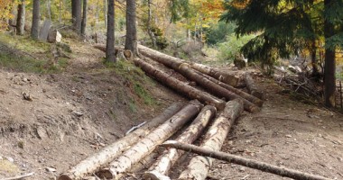 Stire din Economie : Cine îi "aleargă" iarna aceasta pe hoții de lemn?