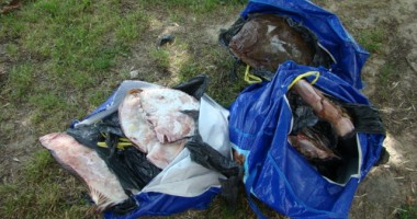 Stire din Eveniment : Peste o sută de kilograme de calcan, confiscate de Garda de Coastă