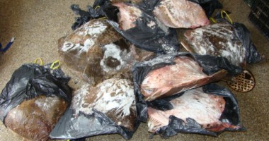 Peste o sută de kilograme de calcan, confiscate de Garda de Coastă - 3